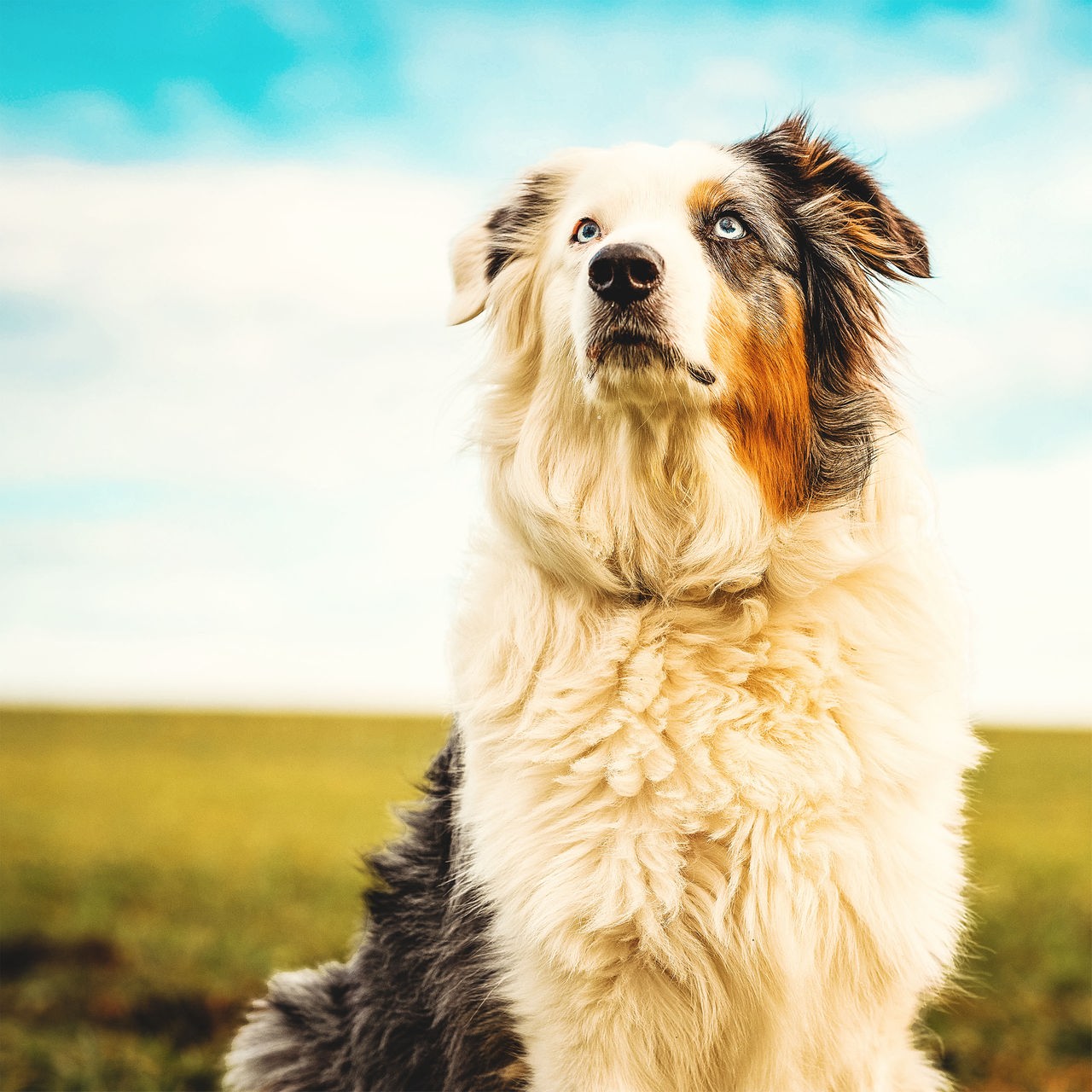 Ein Hund mit flauschigem, weiß-grau-braunem Fell schaut aufmerksam geradeaus, im Hintergrund sind eine Wiese und blauer Himmel zu erahnen.