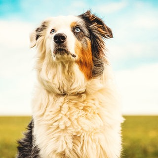 Ein Hund mit flauschigem, weiß-grau-braunem Fell schaut aufmerksam geradeaus, im Hintergrund sind eine Wiese und blauer Himmel zu erahnen.