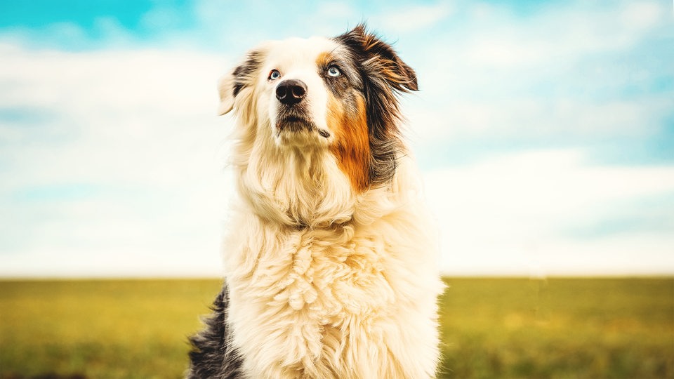 Ein Hund mit flauschigem, weiß-grau-braunem Fell schaut aufmerksam geradeaus, im Hintergrund sind eine Wiese und blauer Himmel zu erahnen.