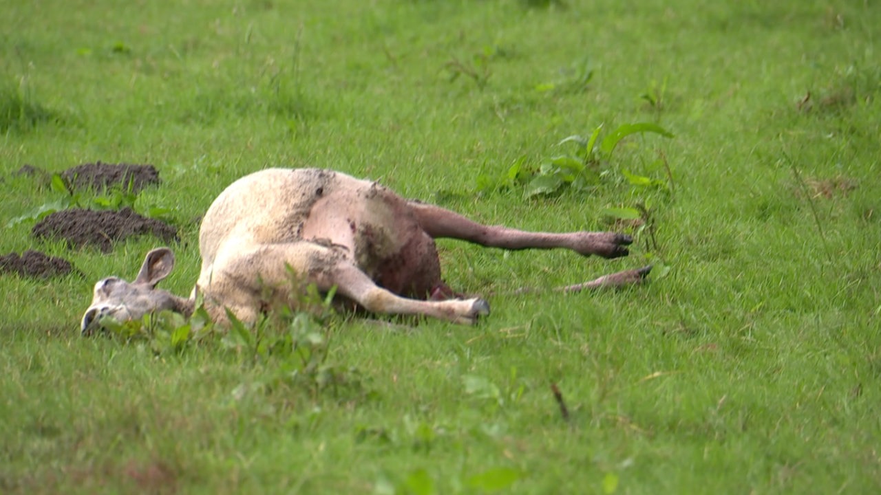Totes Schaf auf einer Weide in Oberneuland